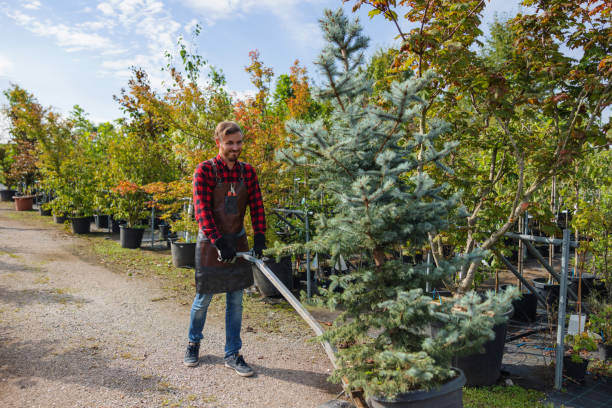 How Our Tree Care Process Works  in  Southwest Greensburg, PA