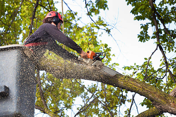 Southwest Greensburg, PA Tree Care  Company